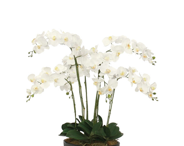 植物鲜花绿植盆栽矢量图片