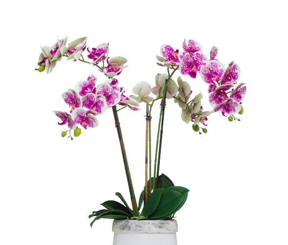 植物鲜花绿植盆栽矢量图片