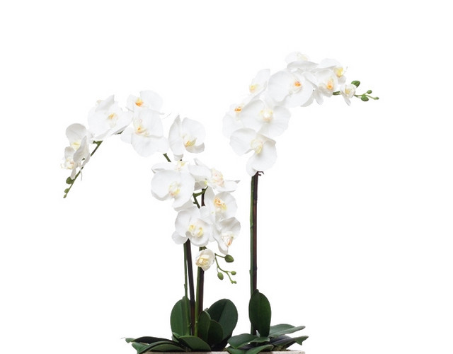 植物鲜花绿植盆栽矢量图片