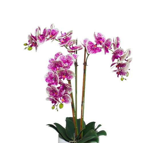 植物鲜花绿植盆栽矢量图片