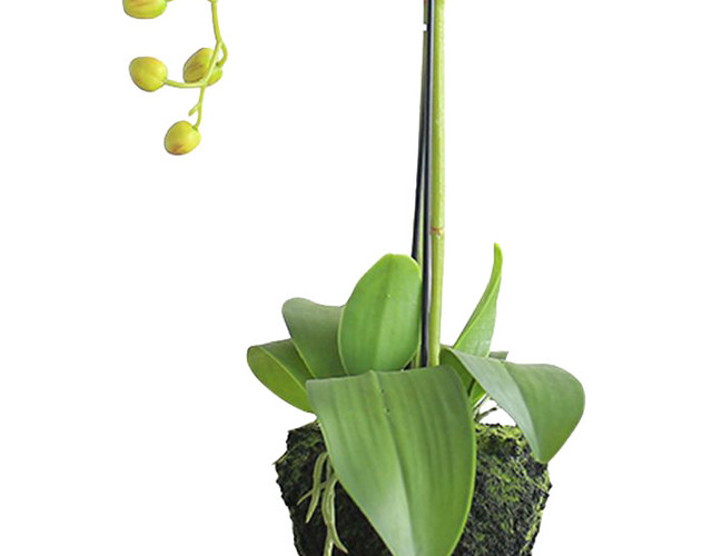 植物鲜花绿植盆栽矢量图片
