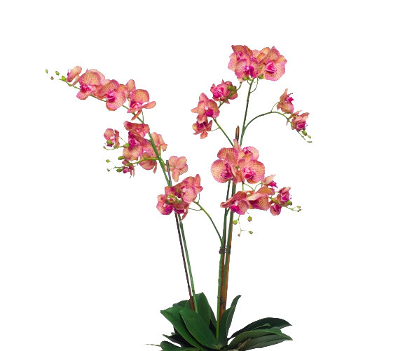 植物鲜花绿植盆栽矢量图片