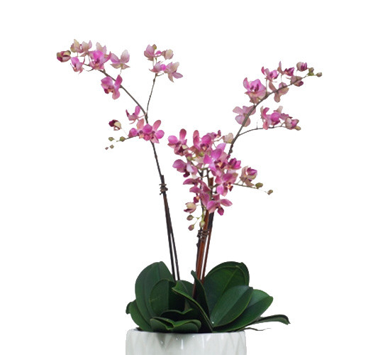 植物鲜花绿植盆栽矢量图片