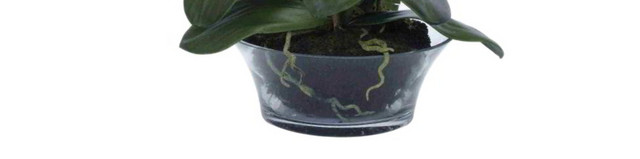 鲜花绿植盆栽矢量图片