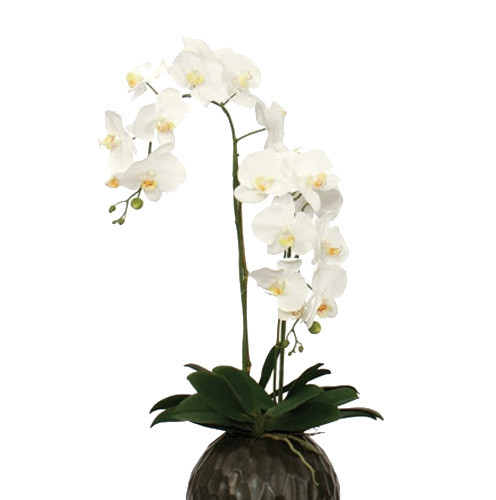 植物鲜花绿植盆栽矢量图片