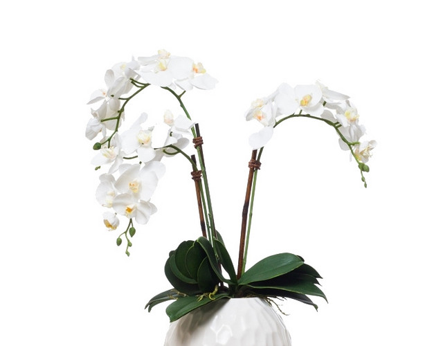 植物鲜花绿植盆栽矢量图片