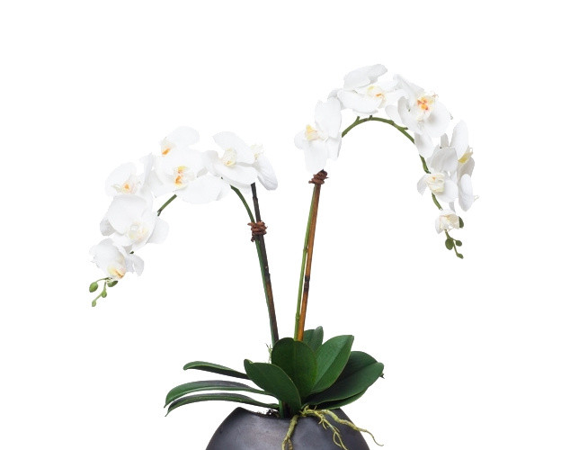 植物鲜花绿植盆栽矢量图片