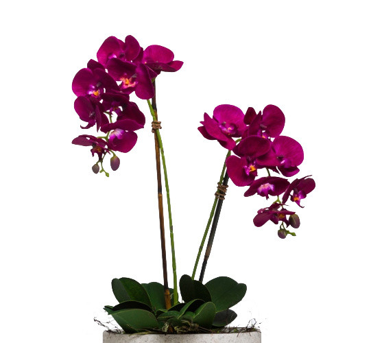 鲜花绿植盆栽矢量图片