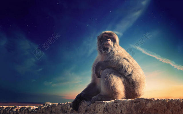 棕蓝动物毛绒蓝天下坐着的猴子动物猴子背景图片