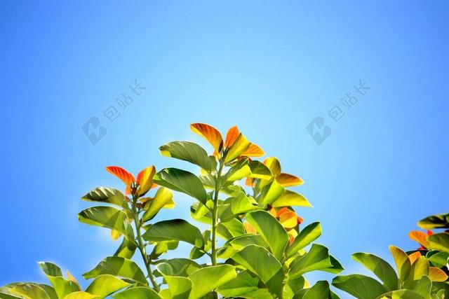 摄影自然光照植物背景图片