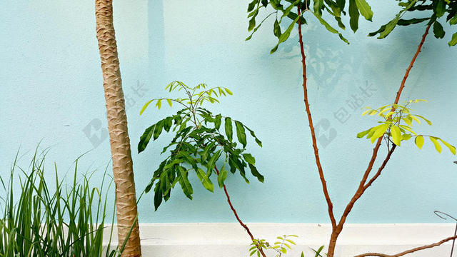蓝黄墙面清新蓝色墙面和绿植室内家居装潢墙面设计背景图图片