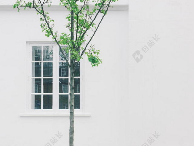 绿白墙面简约白墙外的绿树墙面设计建筑背景图片