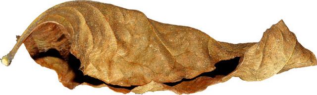 矢量枯叶素材