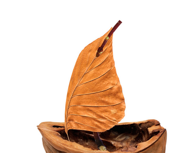 核桃枯叶素材