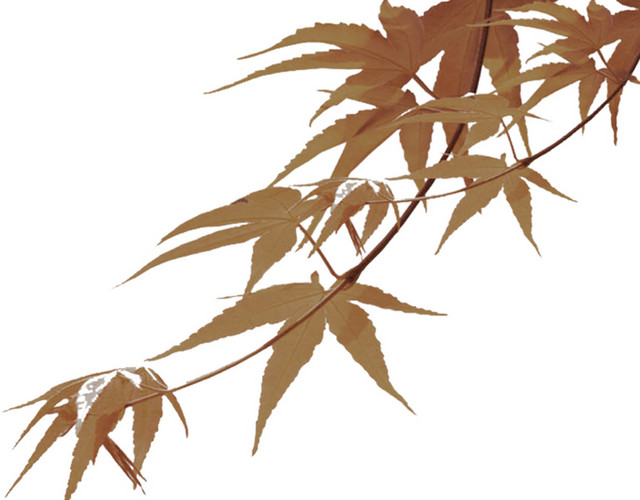 国画枫叶素材