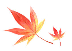 火红枫叶矢量图