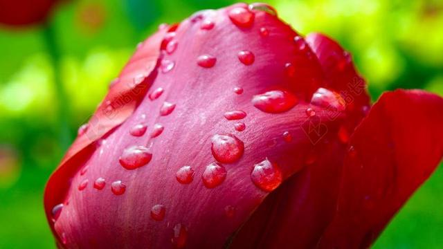 特写露水自然露珠红色花瓣背景图片