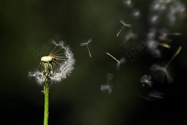 白绿植物清新散开的蒲公英植物种子背景图片
