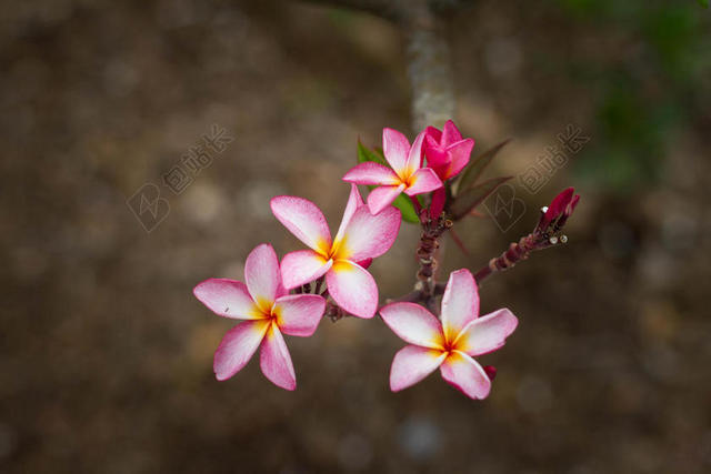 粉色植物小巧枝头盛开的小花植物鲜花背景图片
