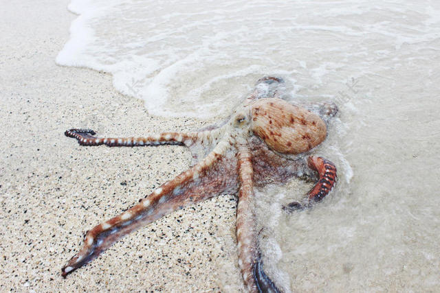 黄白动物海滩上的章鱼海洋生物背景图片