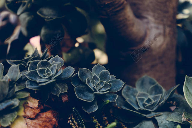 棕绿植物可爱多肉宝石花近照植物绿植背景图片