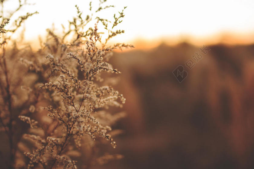 摄影自然户外昏暗的植物背景图片