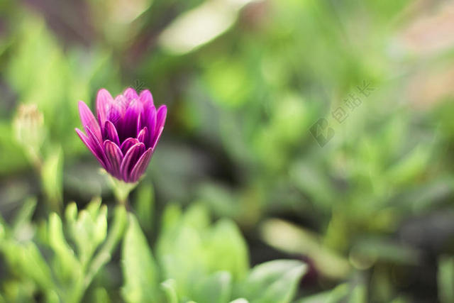 绿色园艺宁静花朵背景图图片