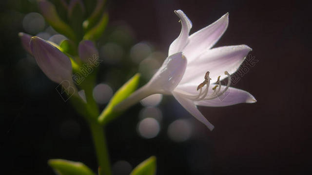黑色自然植物盛开花朵观赏