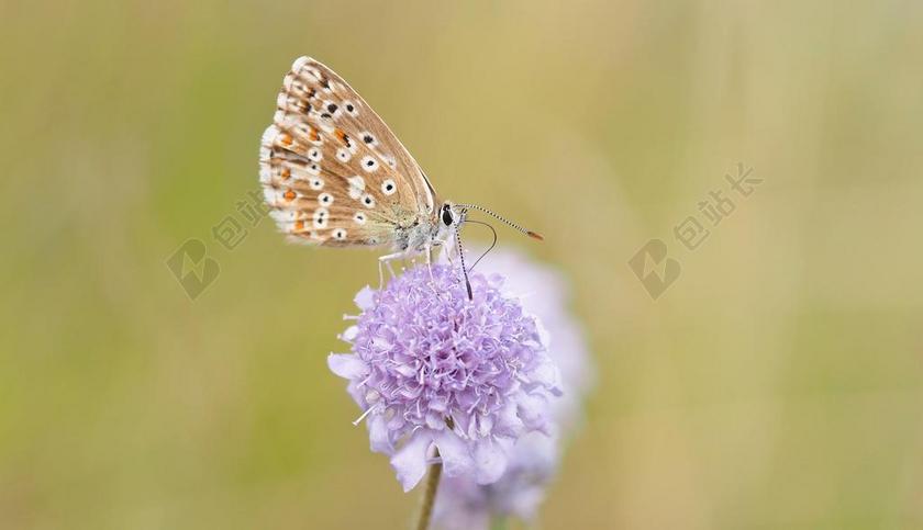 黄紫植物清新蝴蝶正在采蜜植物鲜花蝴蝶背景图片