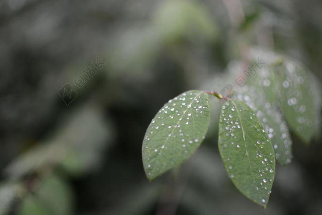 绿色植物露珠水滴植物树叶背景图片