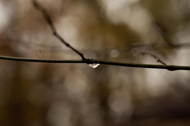 摄影唯美树枝上的雨滴背景图片