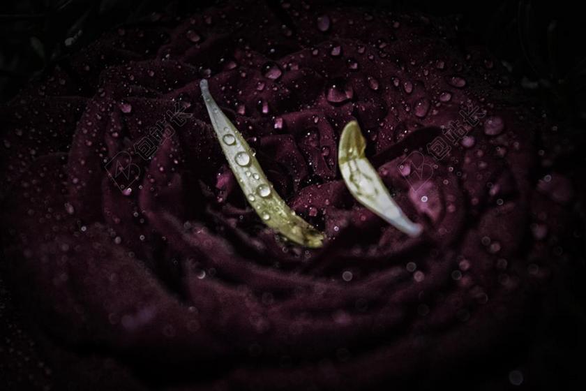 紫黄植物冷艳沾满水珠的玫瑰花瓣鲜花植物水滴背景图片