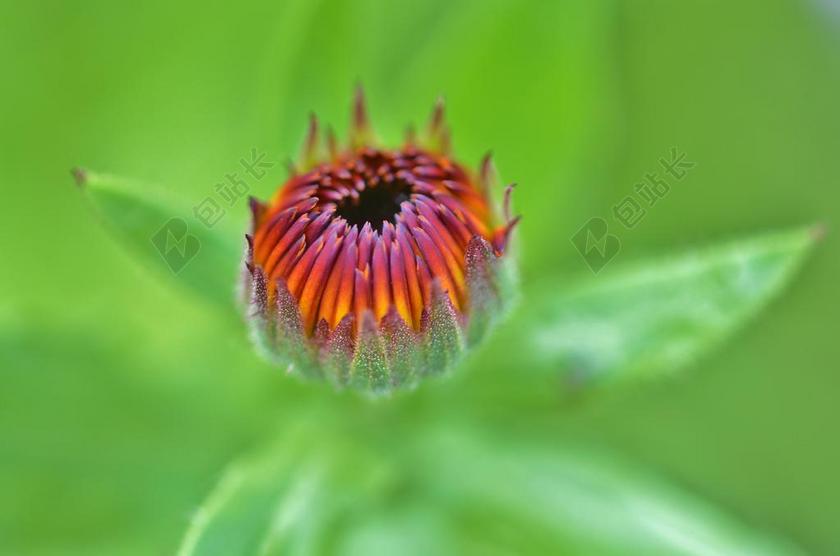 黄绿植物鲜明花骨朵和绿叶植物鲜花背景图片