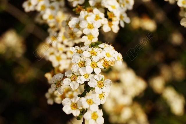 绿色植物花园苗圃白色花朵背景图片