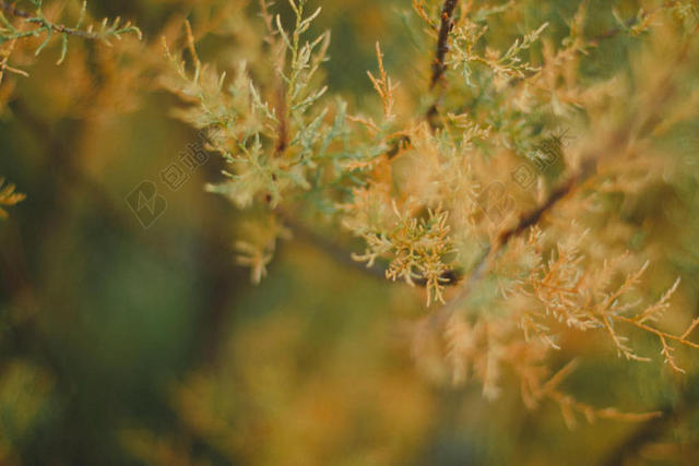 散景 - 自然 - 植物 - 公众的 - 域