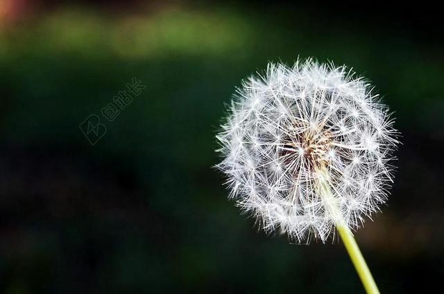 绿白植物几何一株完整蒲公英近照蒲公英植物背景图片
