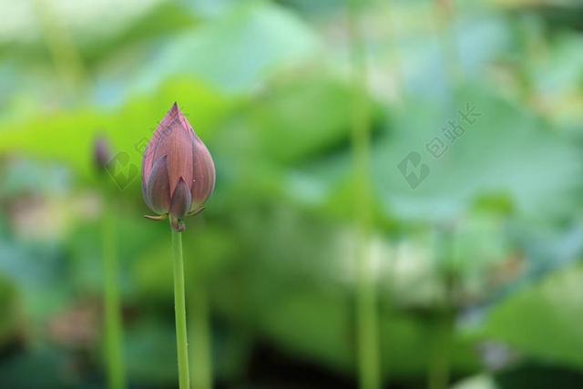 芽 - 植物区系 - 花 - 莲花 - 宏 - 花