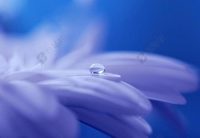 广告唯美花瓣上的透明水滴背景图片