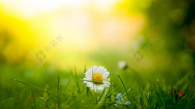 黄绿植物养眼阳光下草地上的小百花鲜花植物背景图片