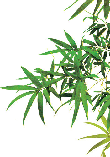绿色简约小清新竹子免抠素材