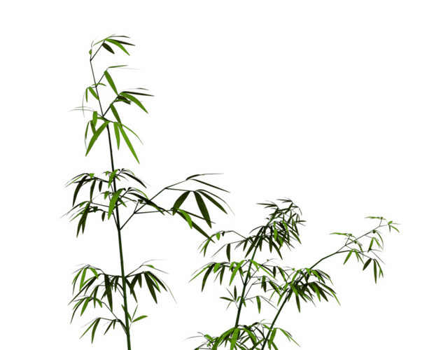 绿色小清新竹子免抠素材