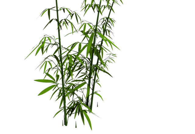 绿色小清新竹子免抠素材