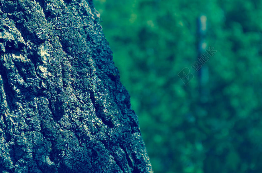 摄影自然黑色树木木纹背景图片