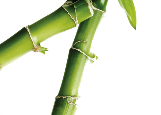 绿色简约小清新竹子免抠素材