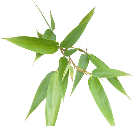绿色小清新竹子免抠素材