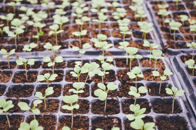 农业栽培植物幼苗花园背景图片