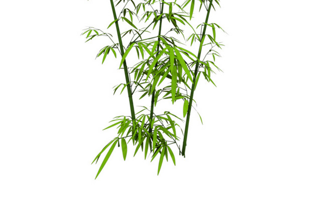 绿色手绘小清新竹子免抠素材