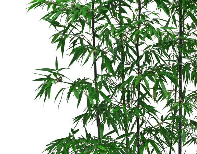 绿色简约小清新竹子免抠素材