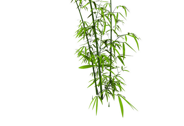 绿色简约小清新竹子免抠素材