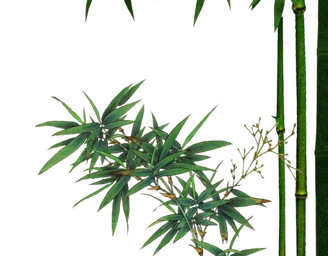 绿色简约小清新竹子免抠素材